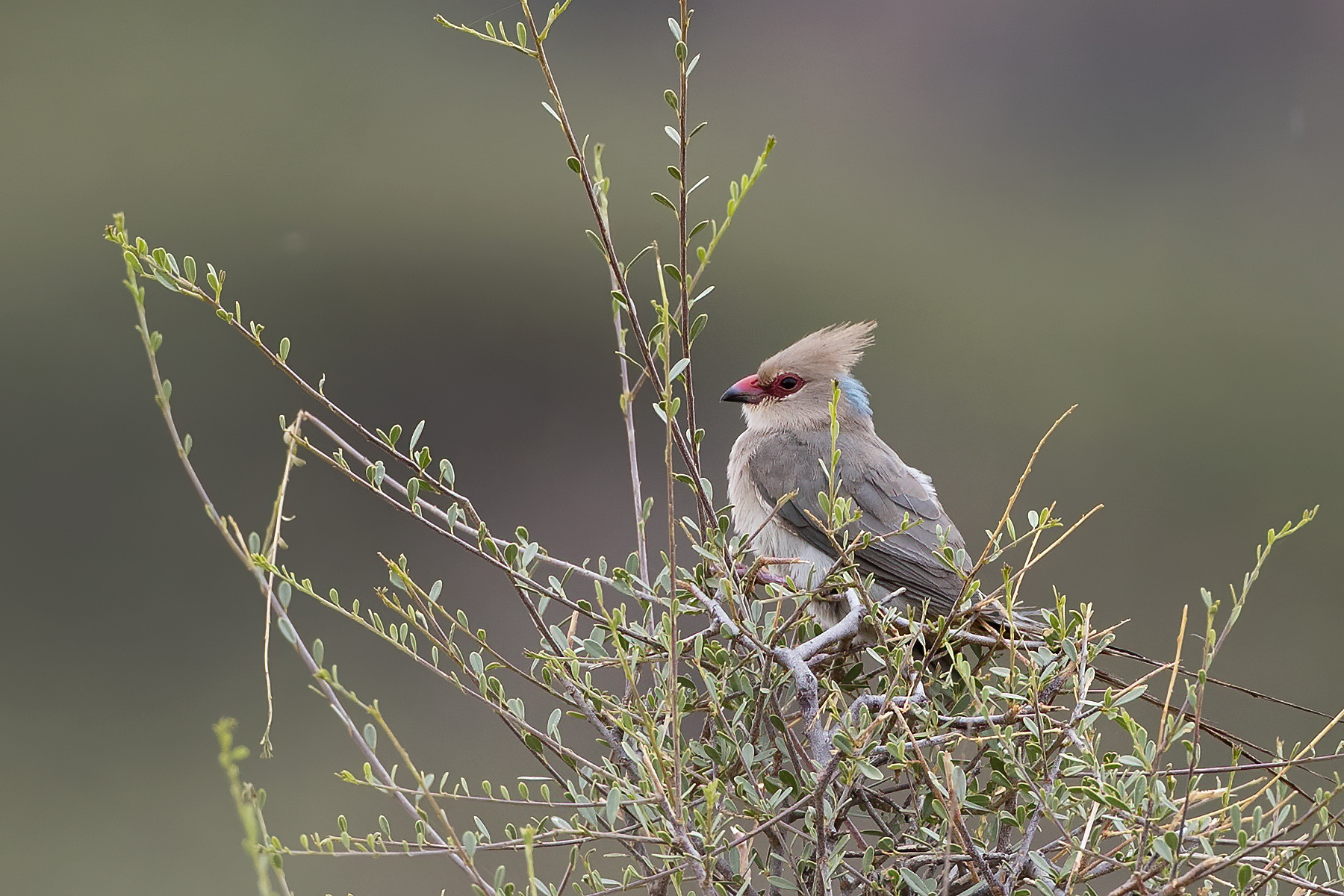 Blue-naped Mousebird — Ana fotoğraf